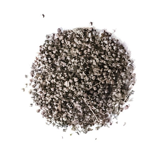 KALUSTYANS CHASTE TREE BERRIY 0.13 Lbs