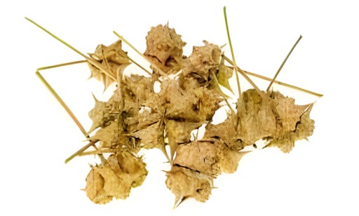 KALUSTYANS GOKSHURA 0.06 Lbs