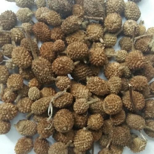 KALUSTYANS GORAKHMUNDI SEEDS 0.06 Lbs
