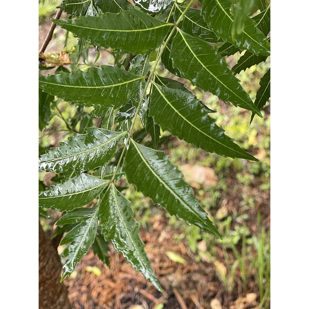 KALUSTYANS NEEM LEAVES 0.13 Lbs