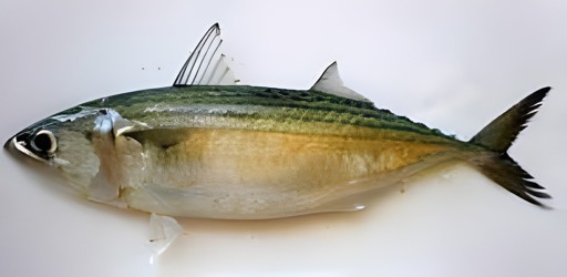 Oceank Indian Mackerel 2 LBS