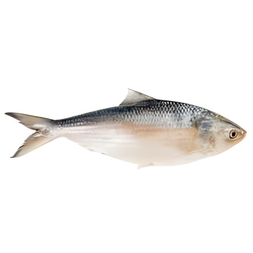 LASSO HILSHA CHANDPURI ELISH 800 GM