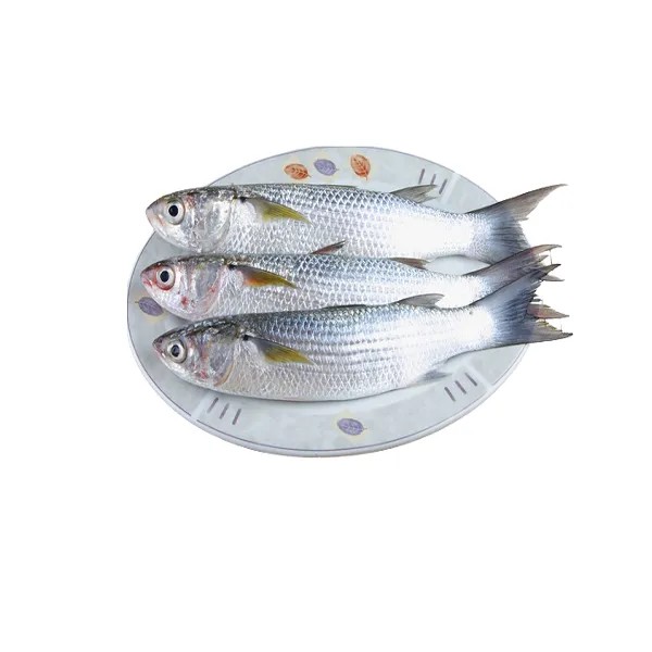 FISH FAISHA BLOCK 500 GM