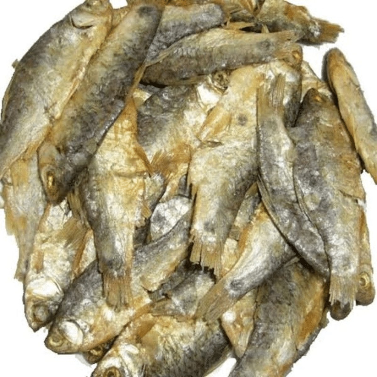 Shidal 1 LBS