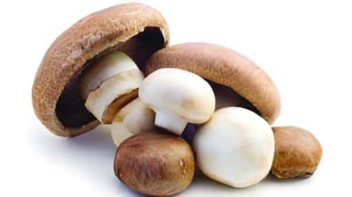 Mushroom 194 GM