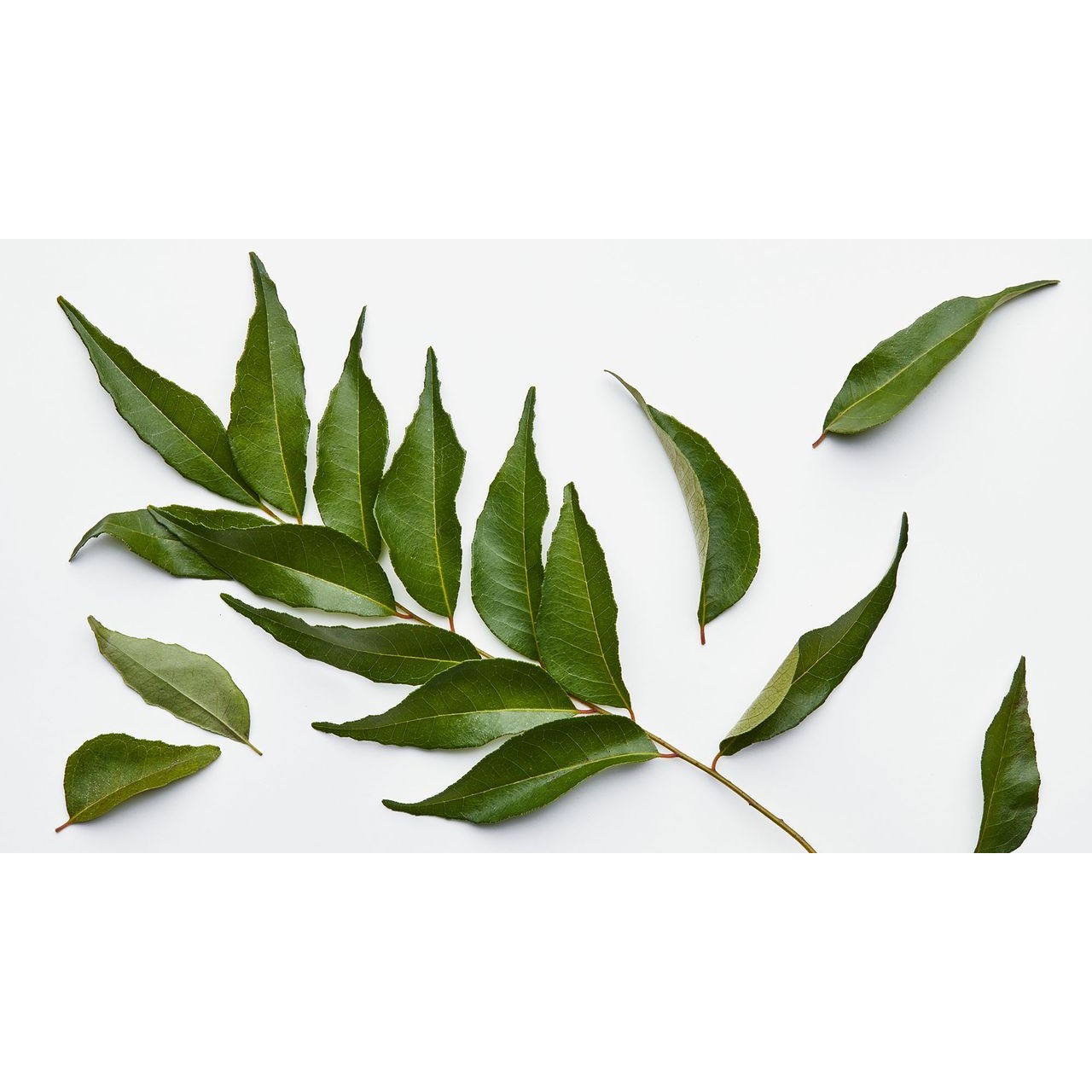KALUSTYANS FRESH CURRY LEAVES 0.03 Lbs