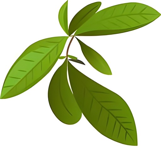 KALUSTYANS BURMESE FERMENTED TEA LEAVES 0.25 Lbs