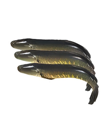SHOIL CHUNK 500 GM