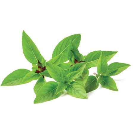 KALUSTYANS THAI HOLY BASIL 0.03 Lbs