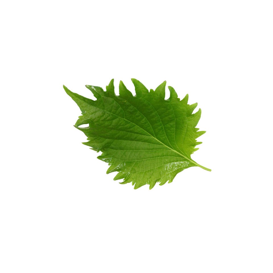 KALUSTYANS GREEN SHISO LEAVES 0.31 Lbs