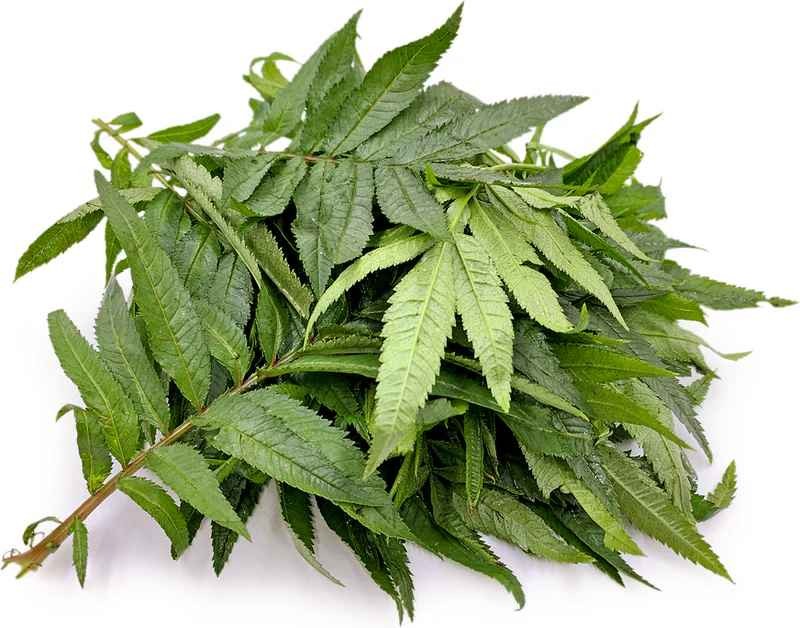 KALUSTYANS PERUVIAN BLACK MINT 0.03 Lbs