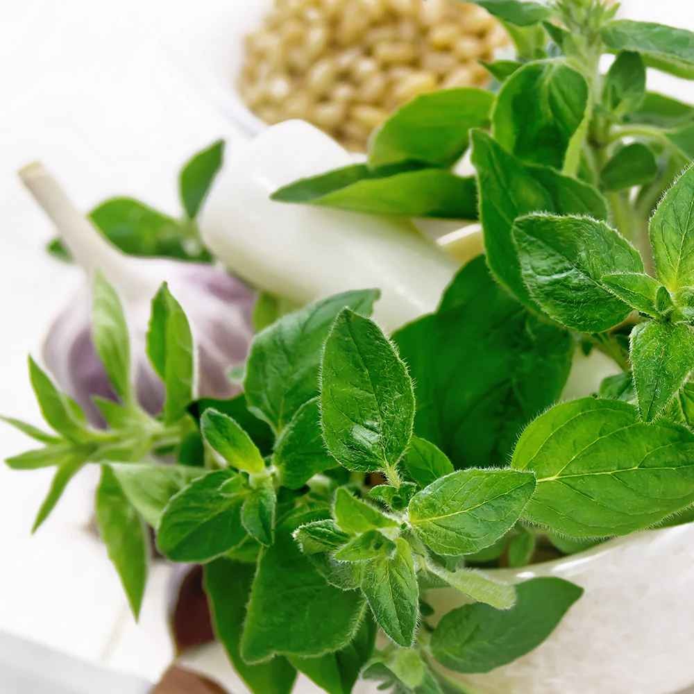 KALUSTYANS ORGANIC OREGANO IN STEMS And LEAVES 0.13 Lbs