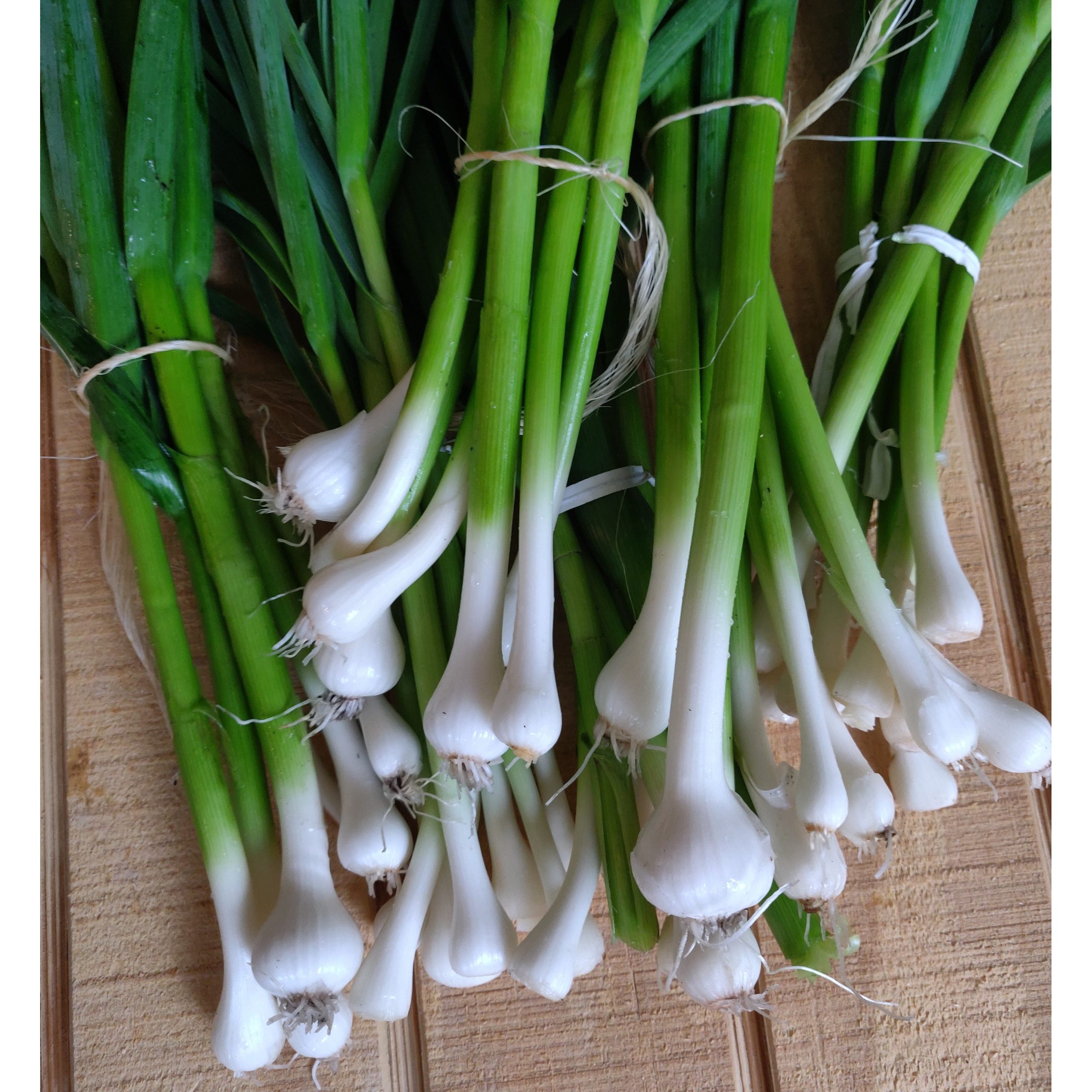GREEN GARLIC BUNCH 1 BUNCH