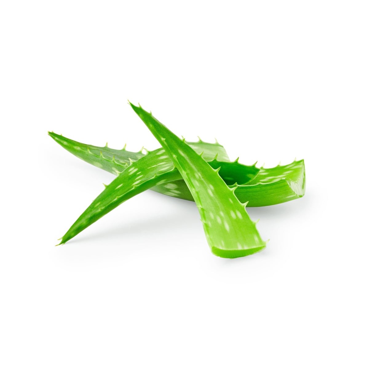 ALOE VERA LEAVES 1 LBS
