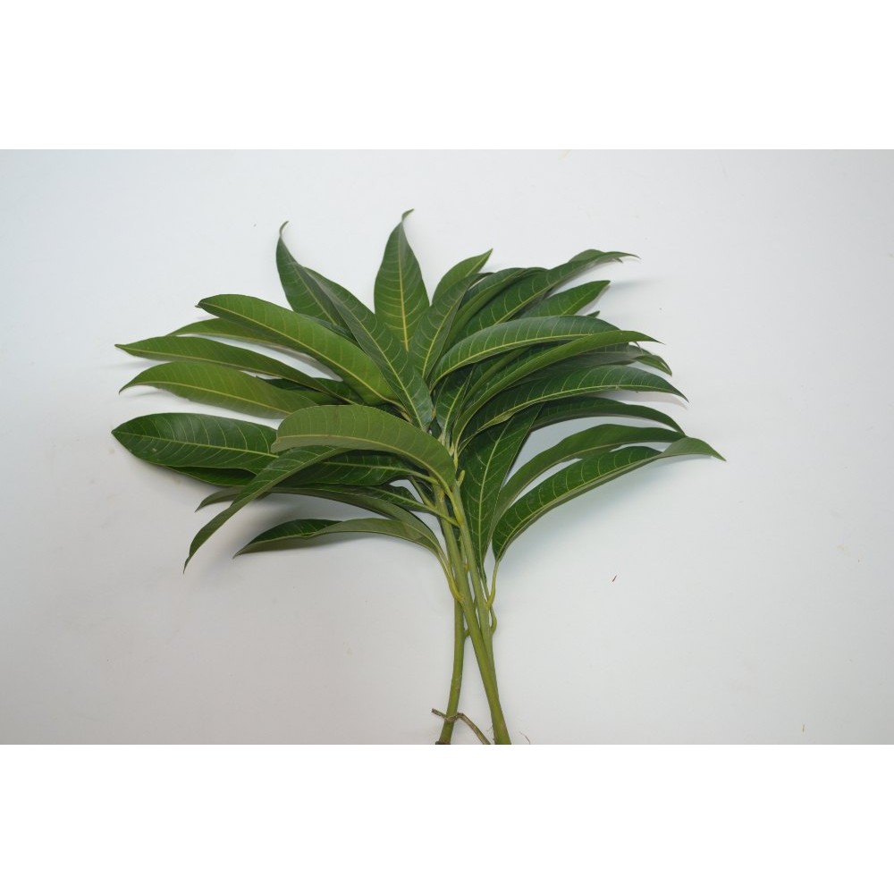 MANGO LEAVES 1 LBS