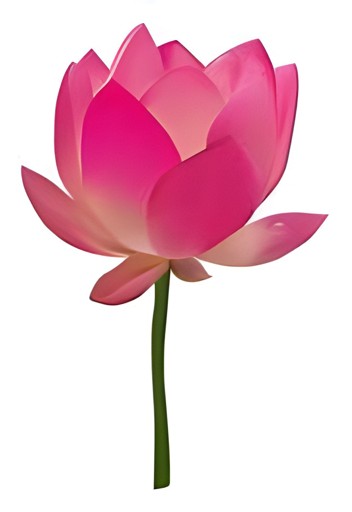 LOTUS FLOWER 1 LBS