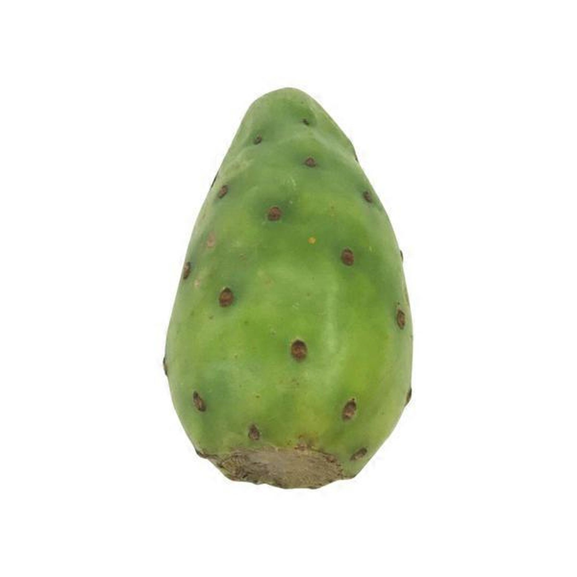 Xoconostle 1 LBS