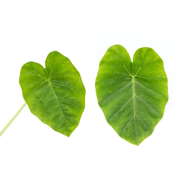 PATRA LEAVES 1 BUNCH