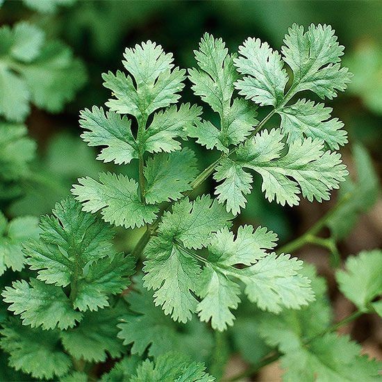 CILANTRO 1 BUNCH