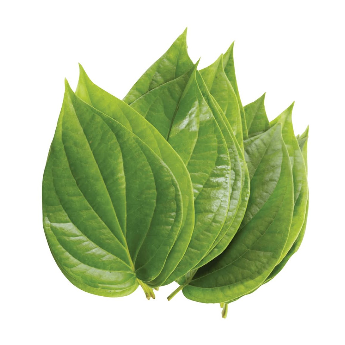 Paan Leaves 1 PACK