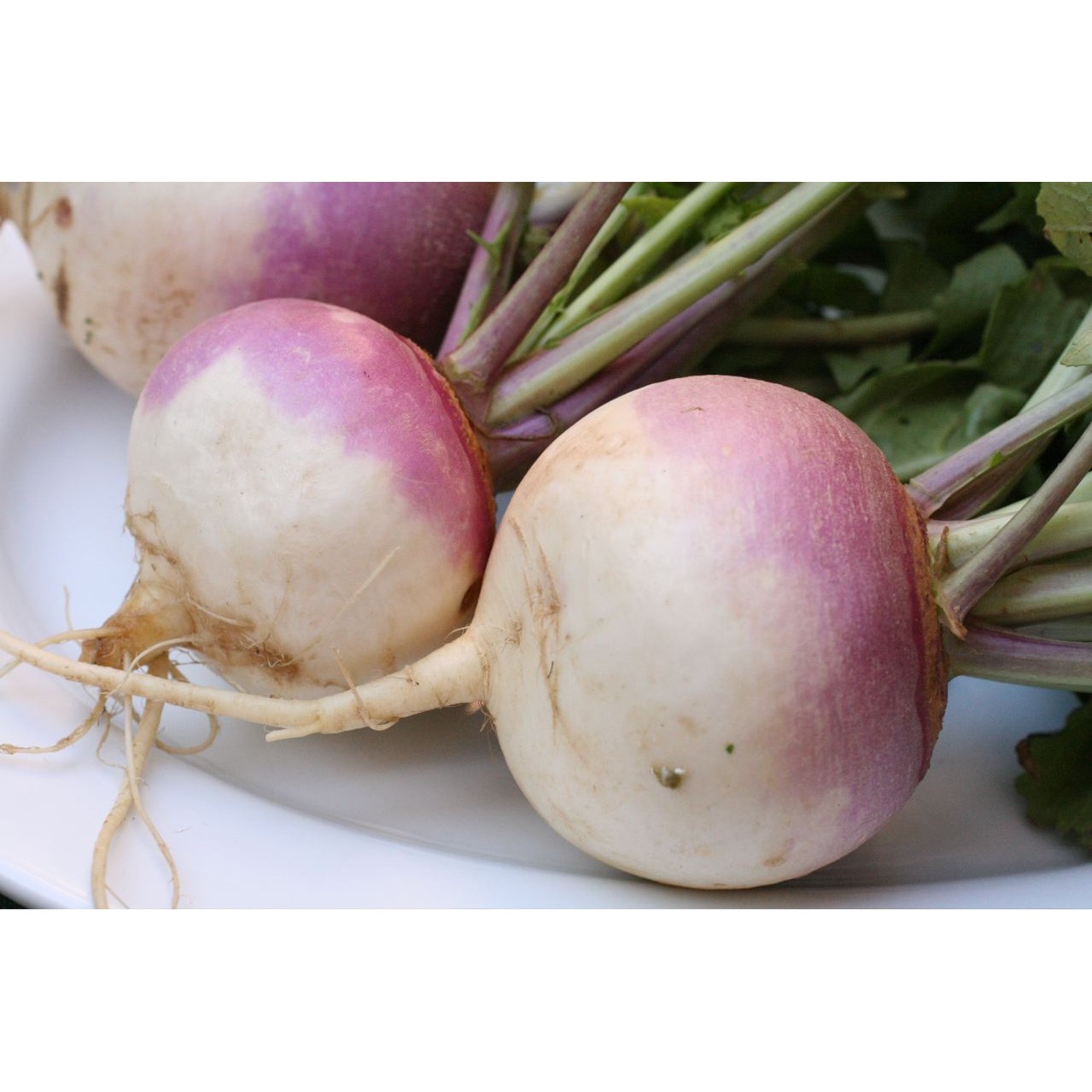 TURNIP 1 LBS