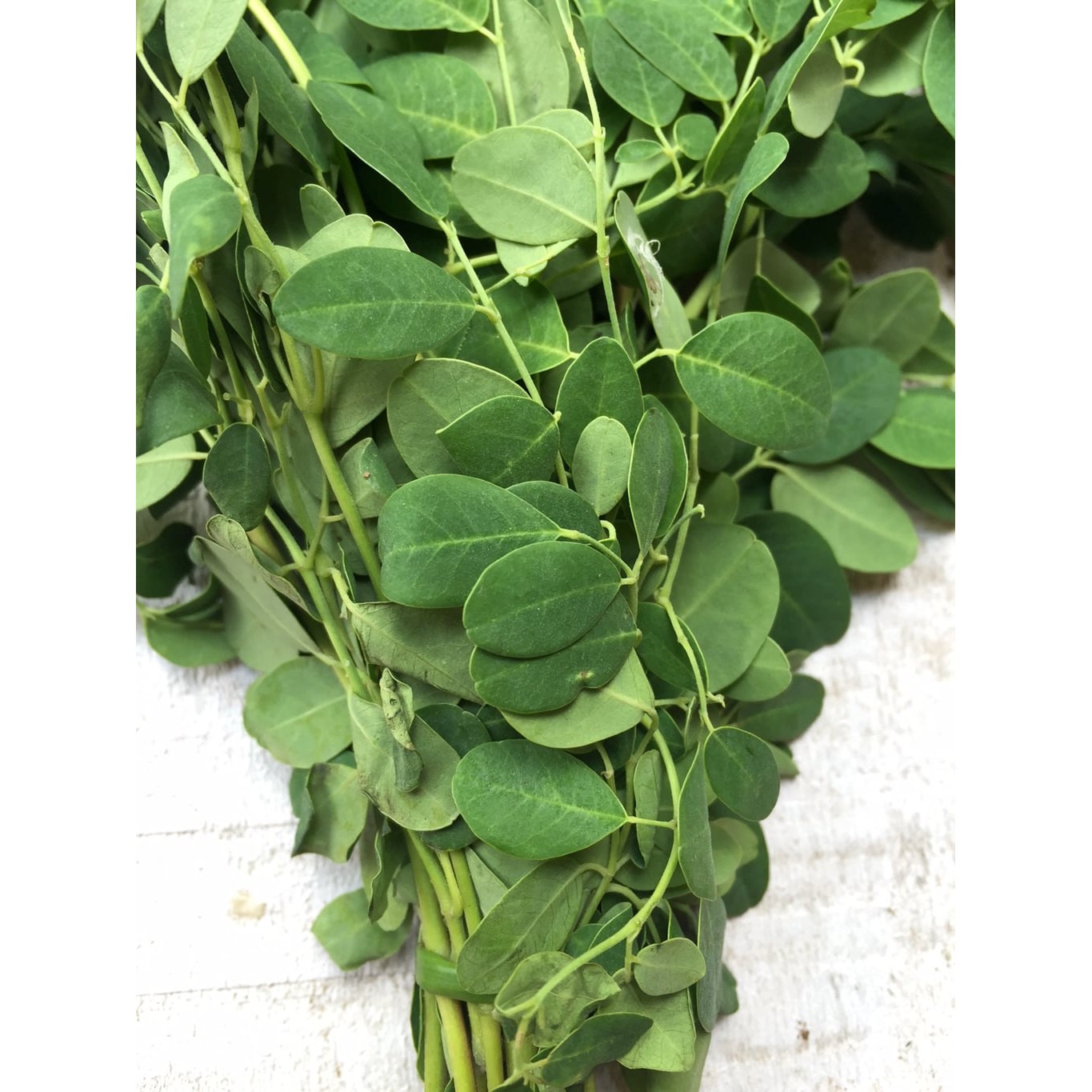 DRUMSTICK LEAVES 1 PACK