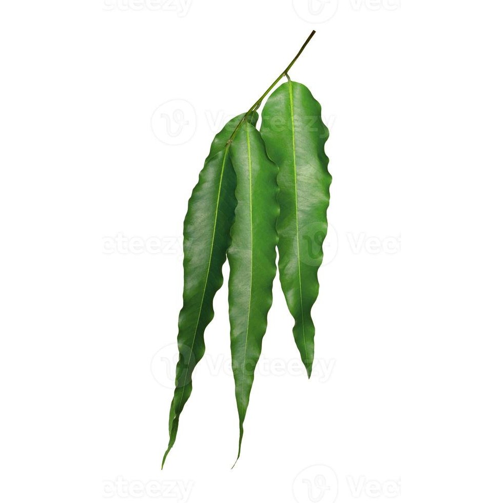 ASOPALAV LEAVES 1 LBS
