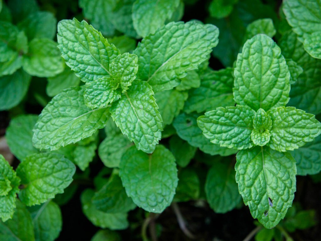 MINT 1 PACK