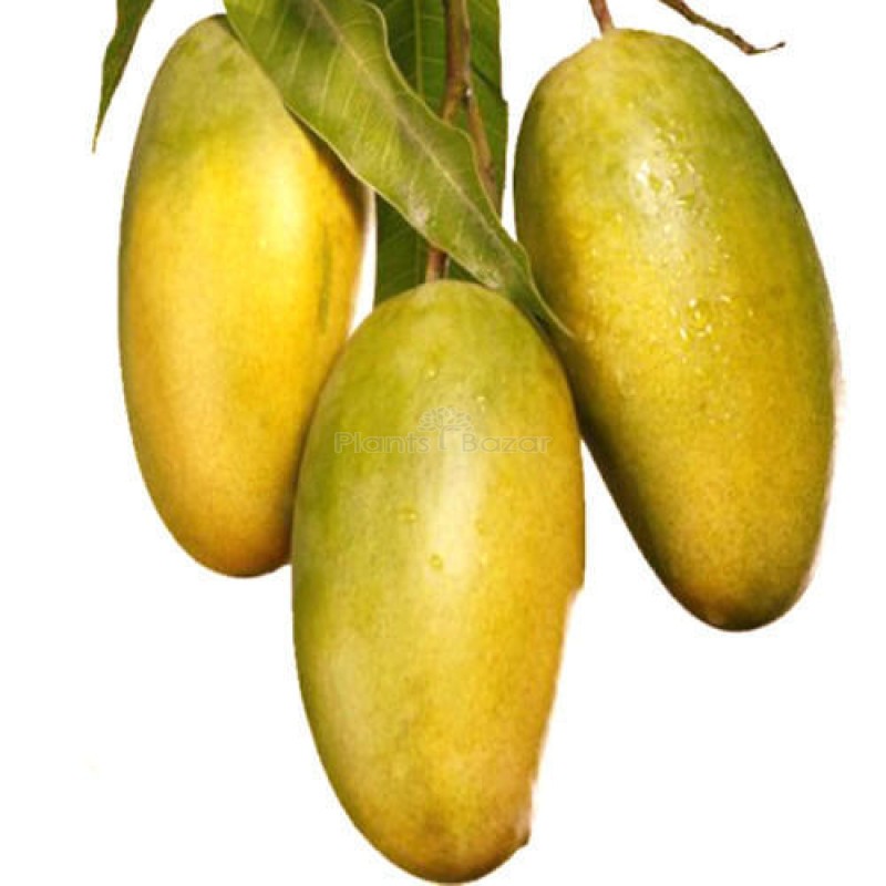 CASE MANGO DASHERI 1 CASE
