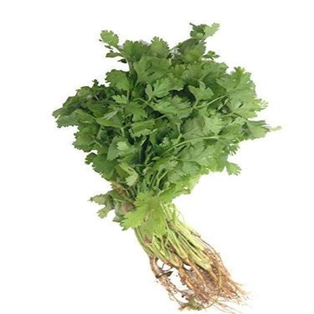 Cilantro Bunch 1 LBS