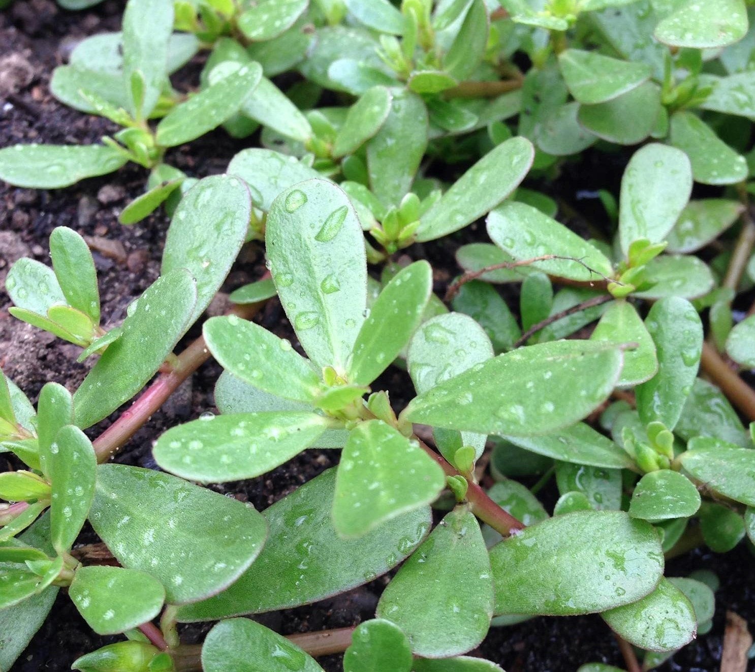 PURSLANE GANGAVALLI 1 LBS