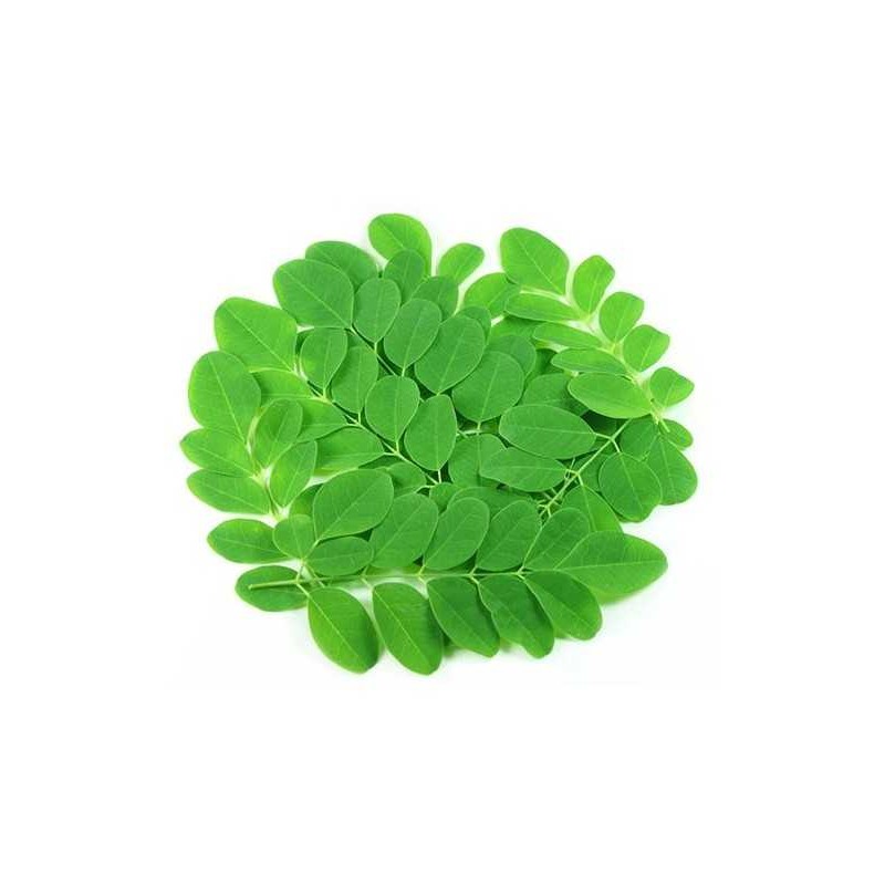 Drumstick Leaves 1 LBS