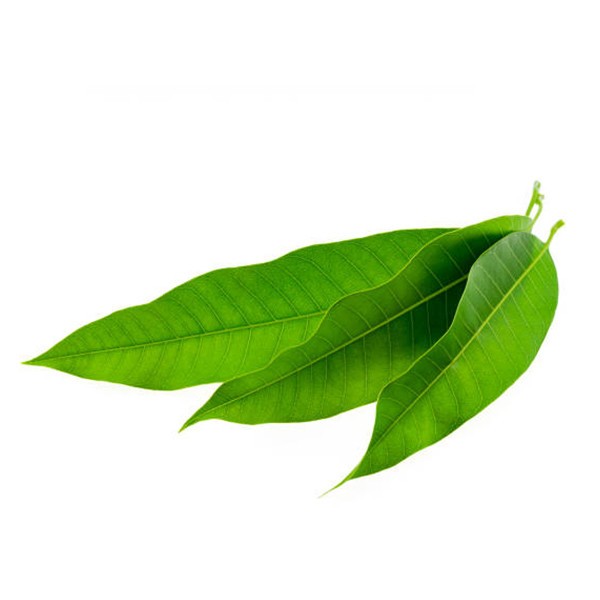 Mango Leaves 1 EACH