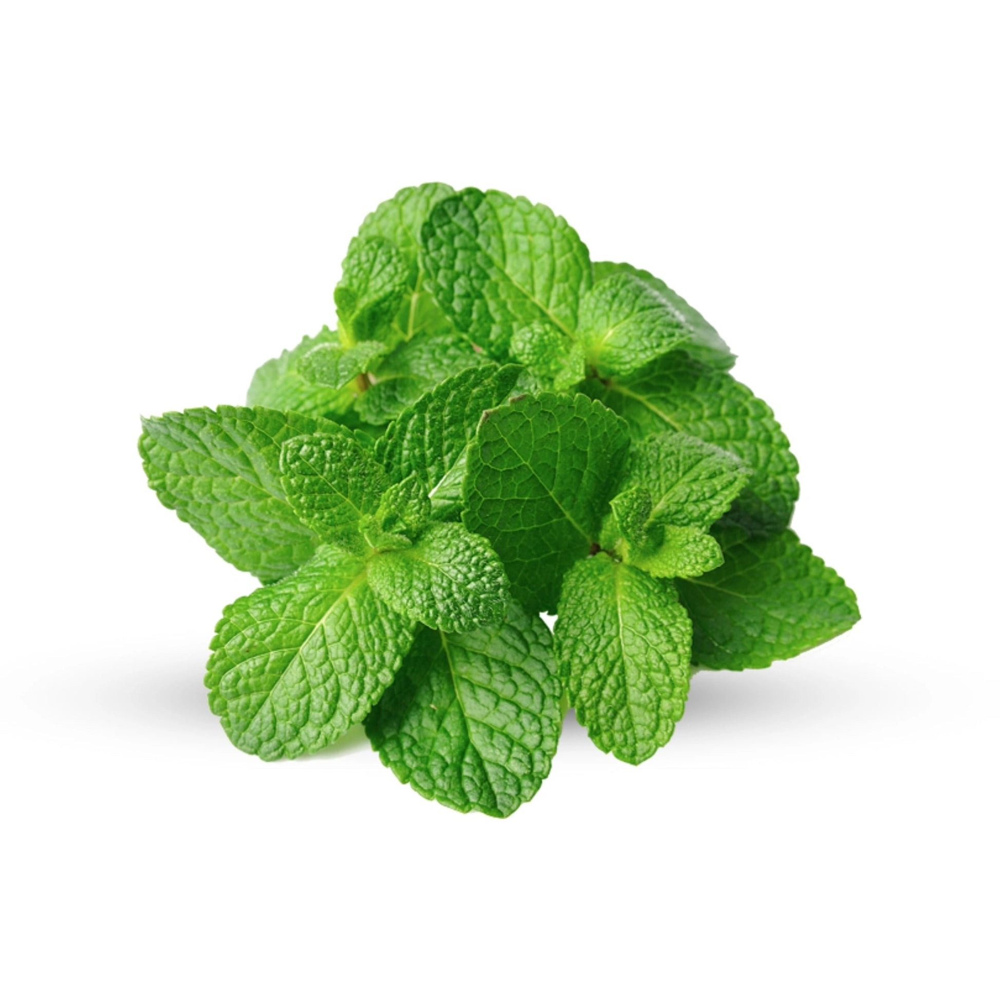 MINT LEAVES 1 BUNCH