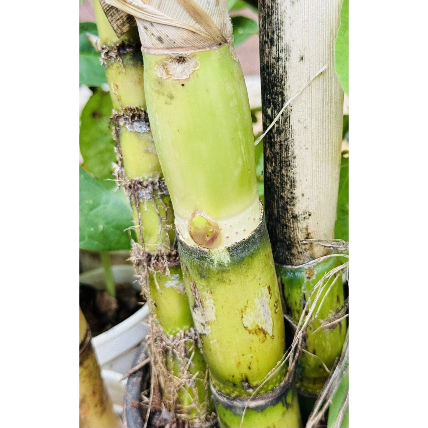SUGARCANE 1 LBS