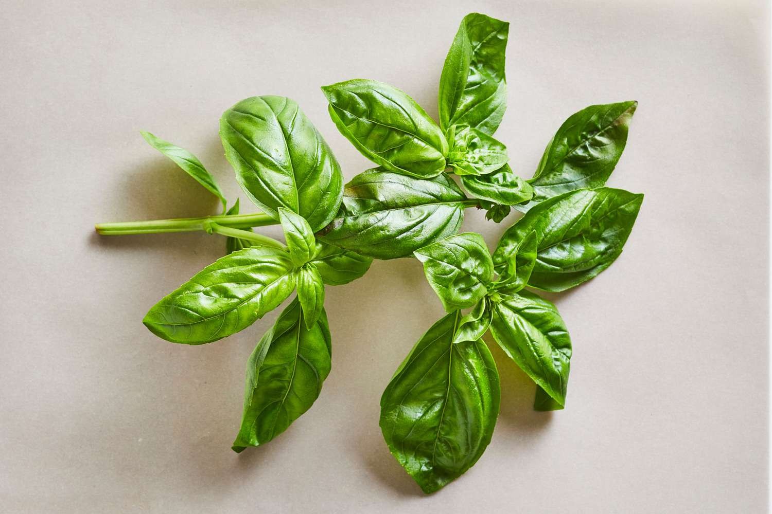 BASIL LEAVES 1 BUNCH