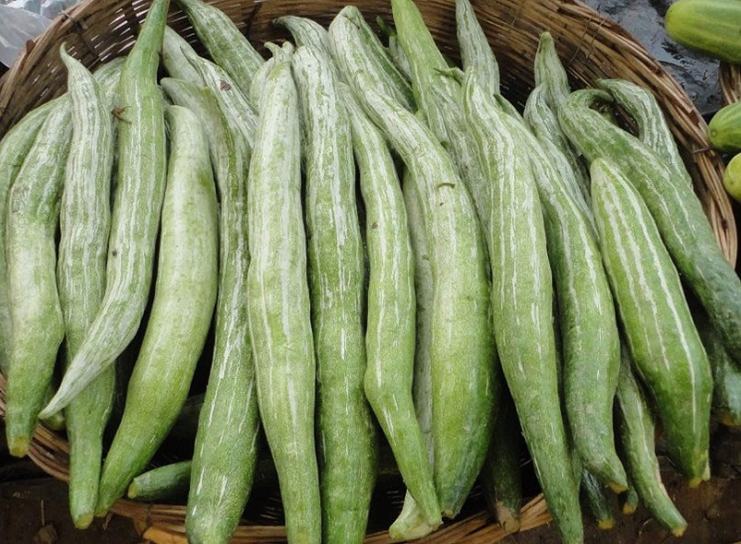 SNAKE GOURD 1 LBS