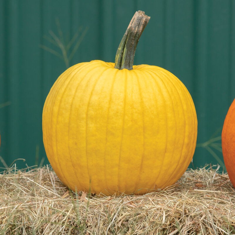 Pumpkin 1 LBS