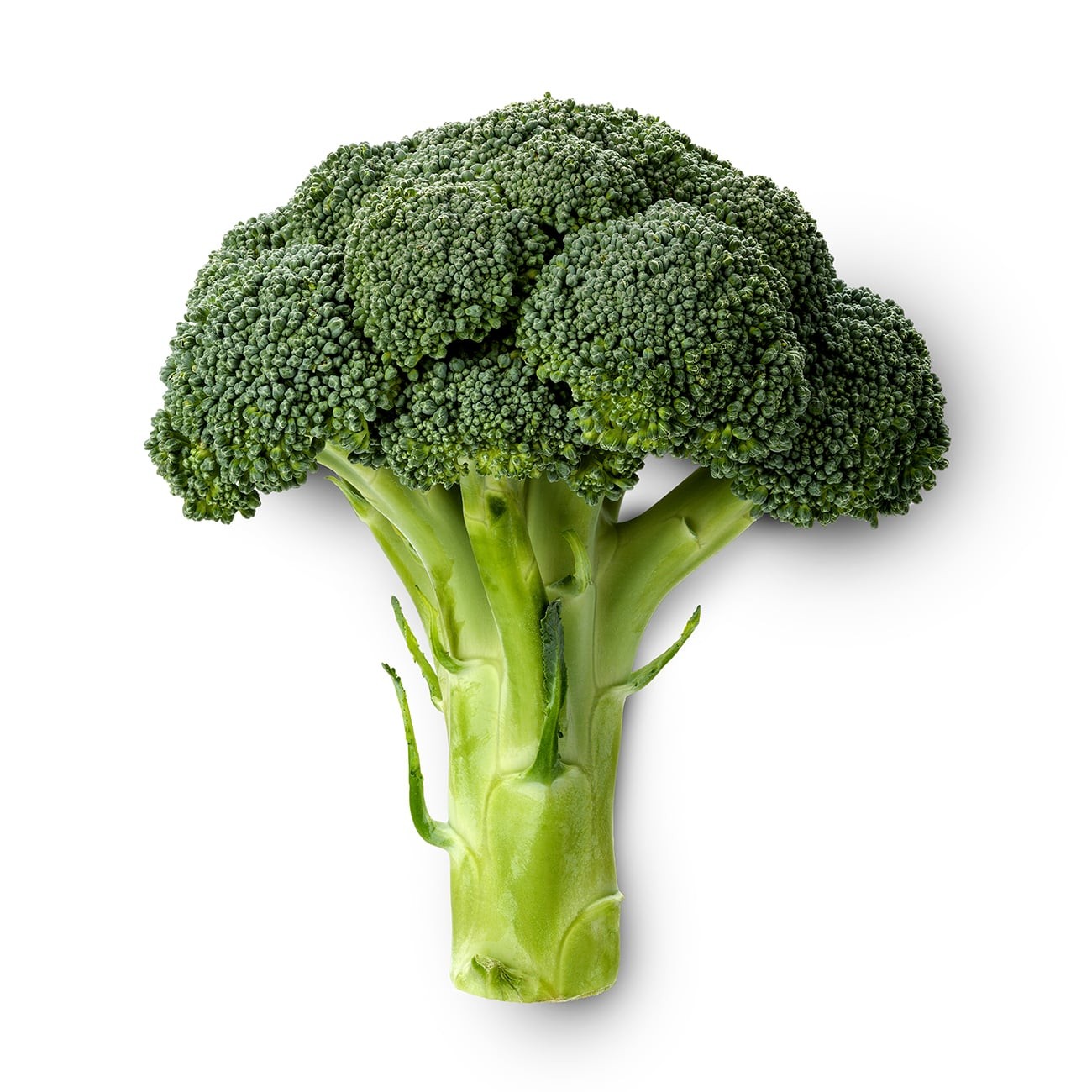 BROCCOLI 1 LBS