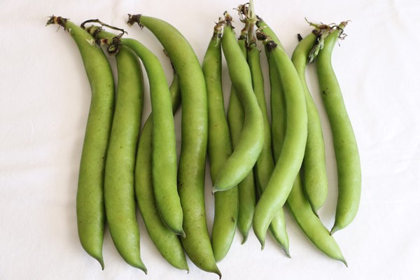 Pole Beans 1 LBS