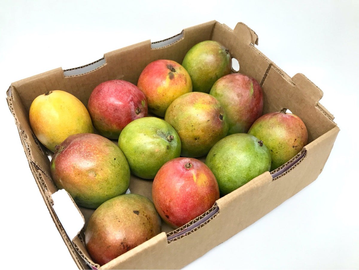 Hayden/Kent Mango 1 CASE