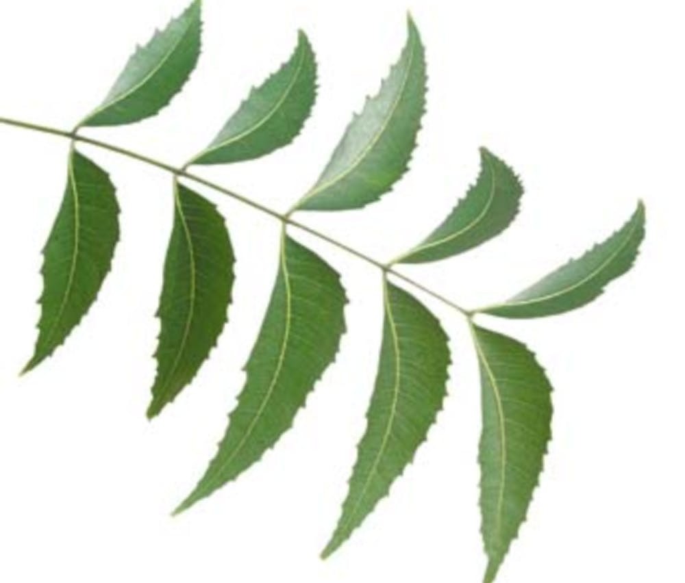 NEEM LEAVES 1 LBS