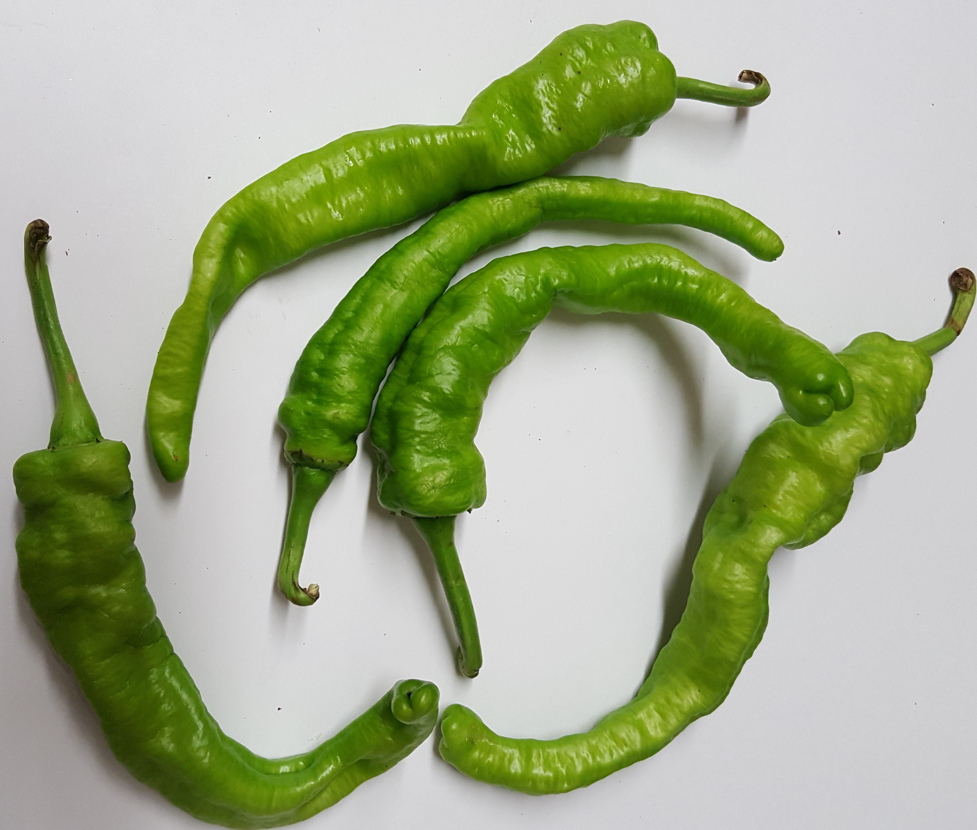LONG CHILLI 1 LBS