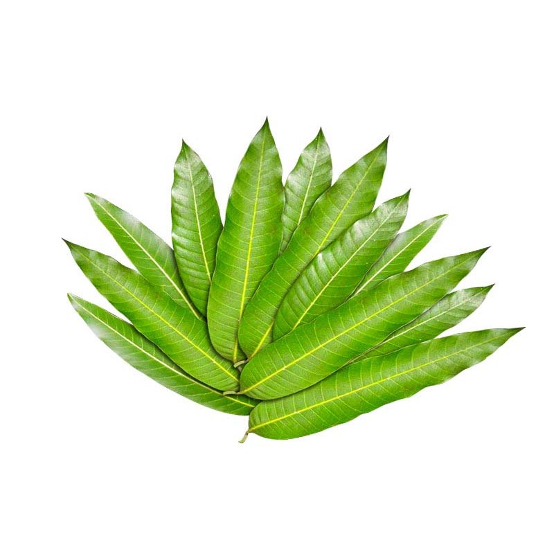 MANGO LEAVES 1 PACK
