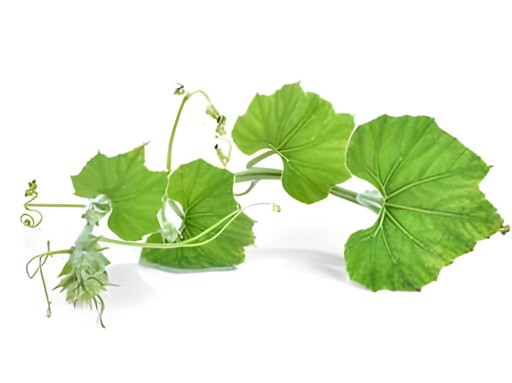 PUMPKIN LEAVES 1 LBS