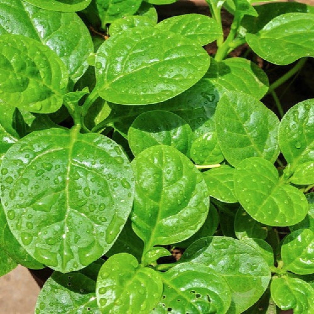 Malabar Leaves( Bachhala Kura 1 LBS