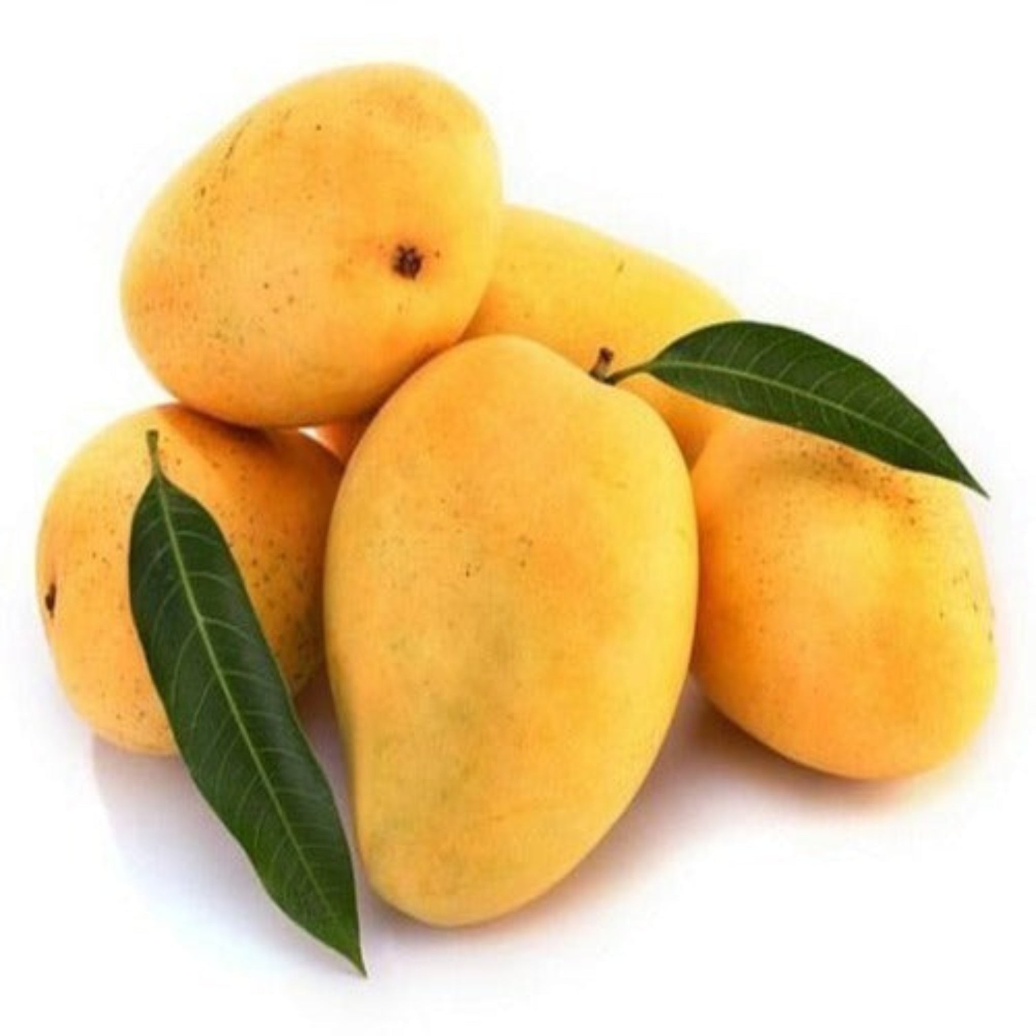 Banganapalli Mango 1 LBS