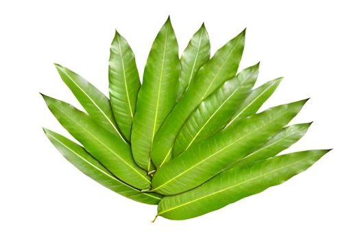 MANGO LEAF 1 EACH
