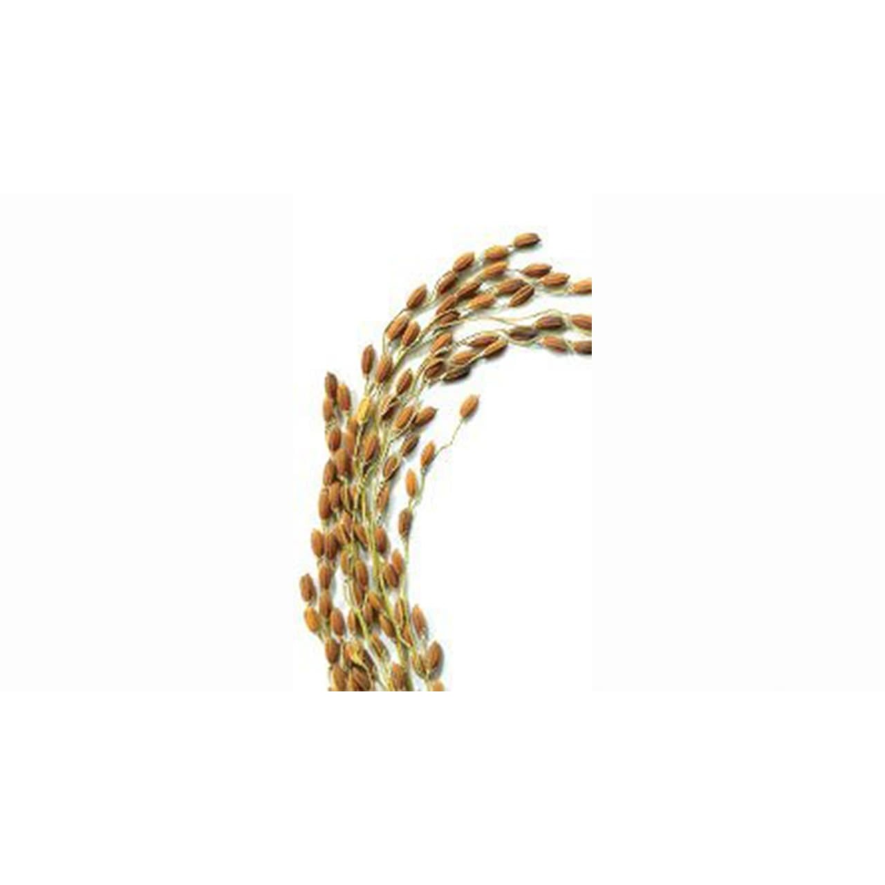 Ariya Suwandal Rice 5 KG