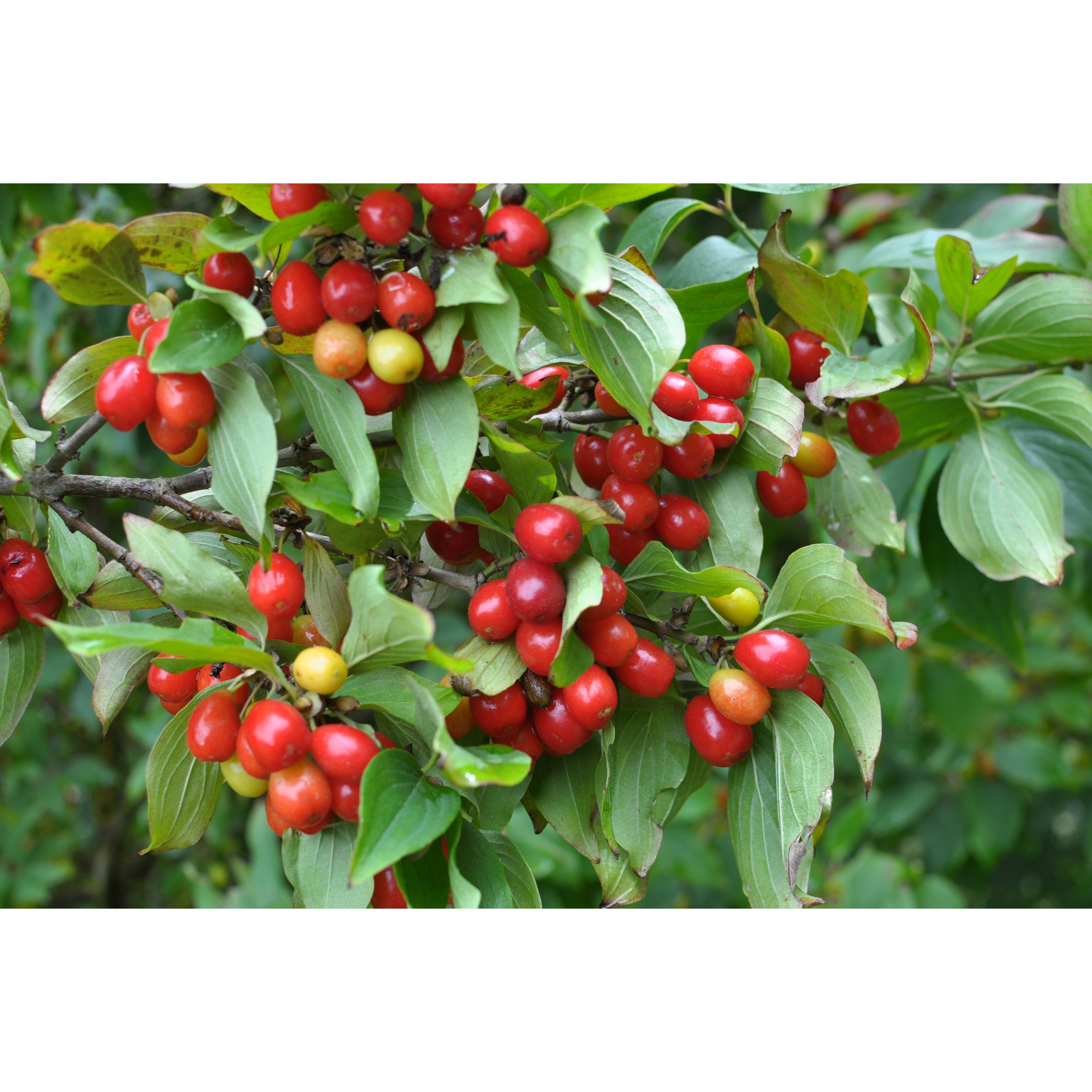 ARARAT CORNELIAN CHERRY 0.88 Lbs